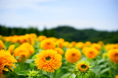 つかの間の夏