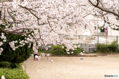 児童公園桜01