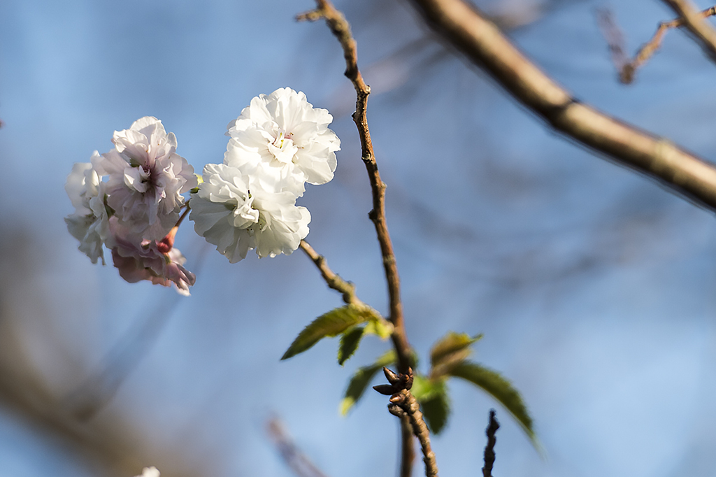 10月桜