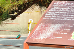 皇居桔梗門のカワセミ