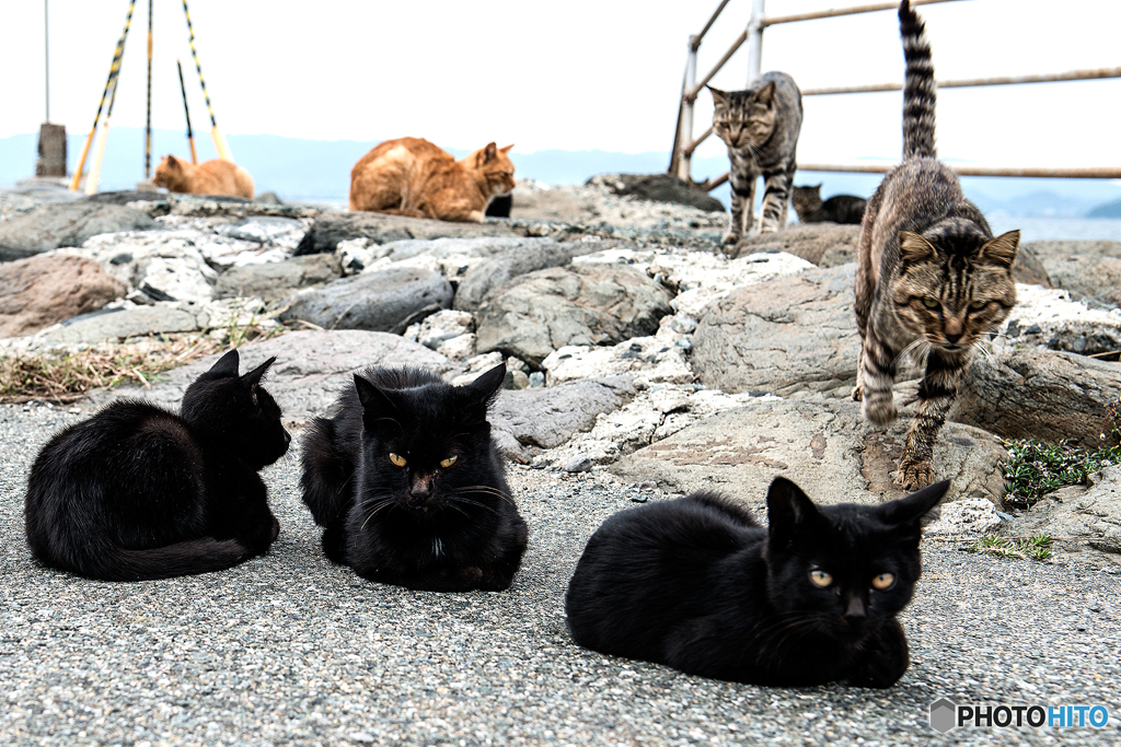 猫の島