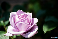 薔薇