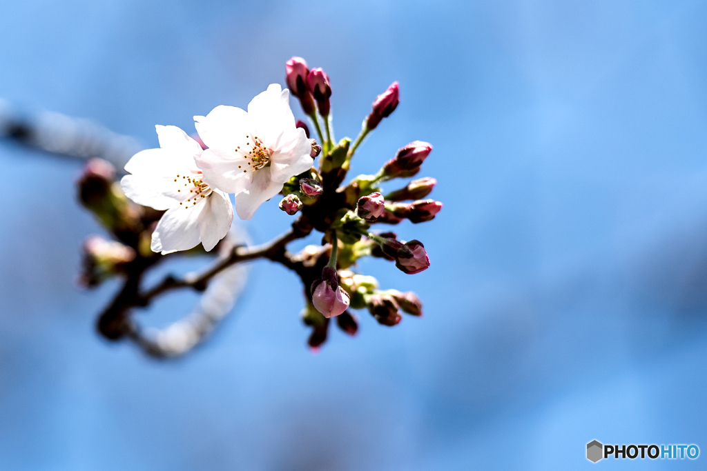 福岡の桜