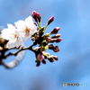 福岡の桜