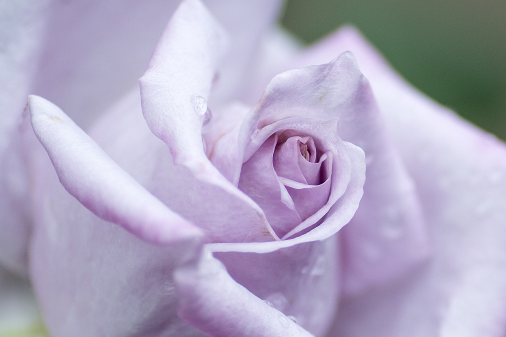 薔薇