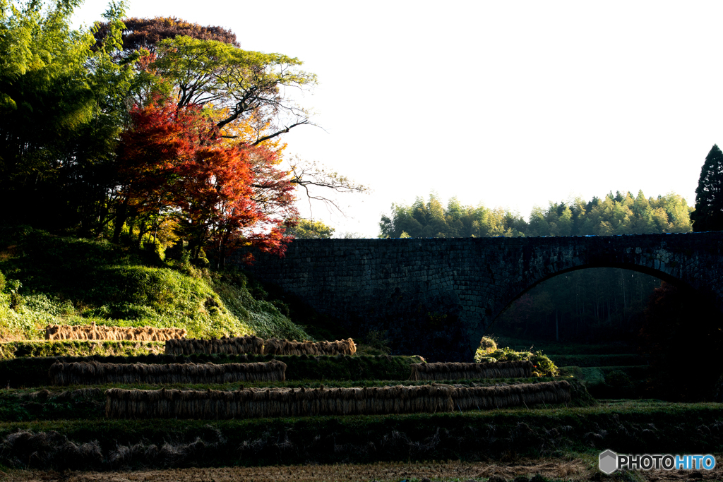 紅葉の朝