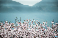 満開