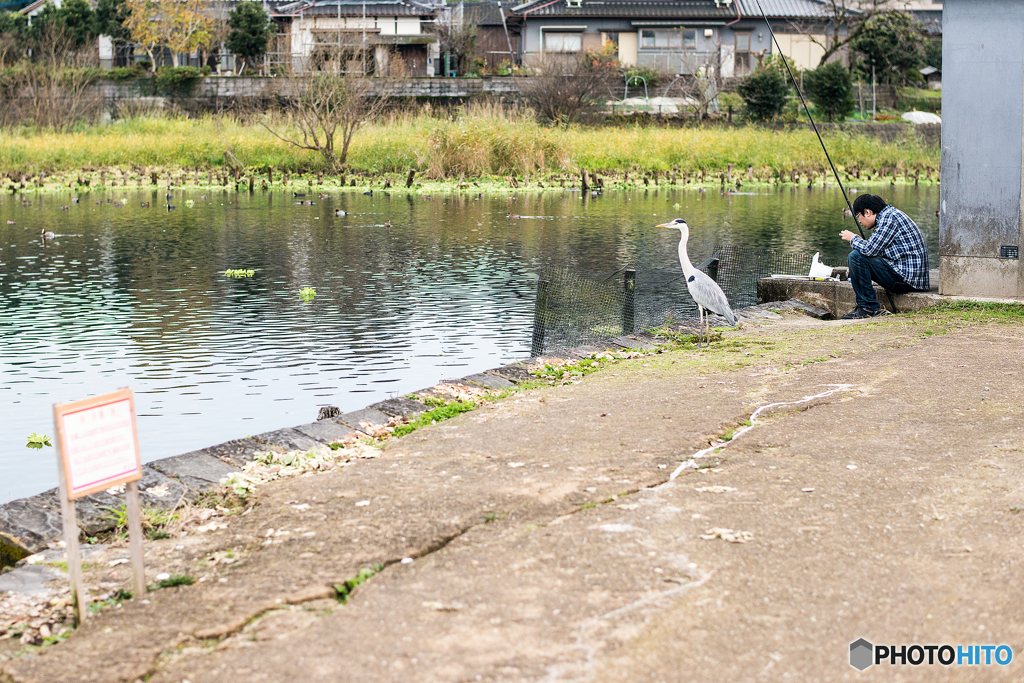 地震と釣り人とアオサギ