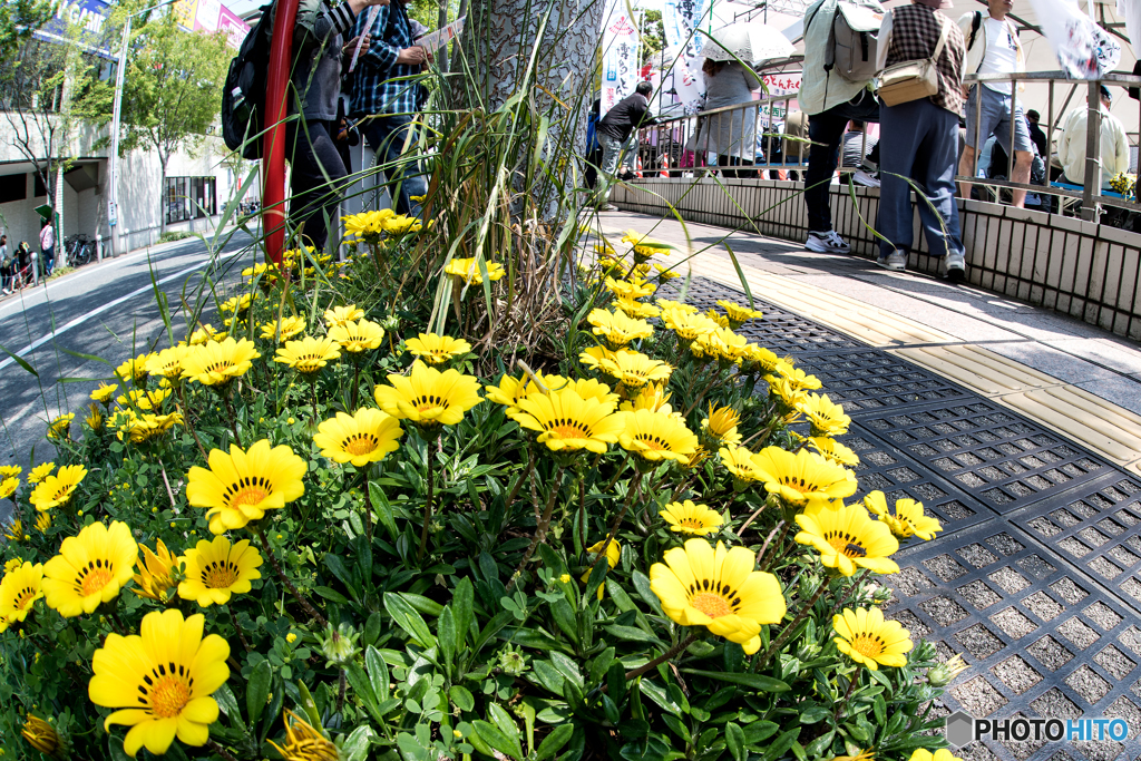 祭りと路傍の花