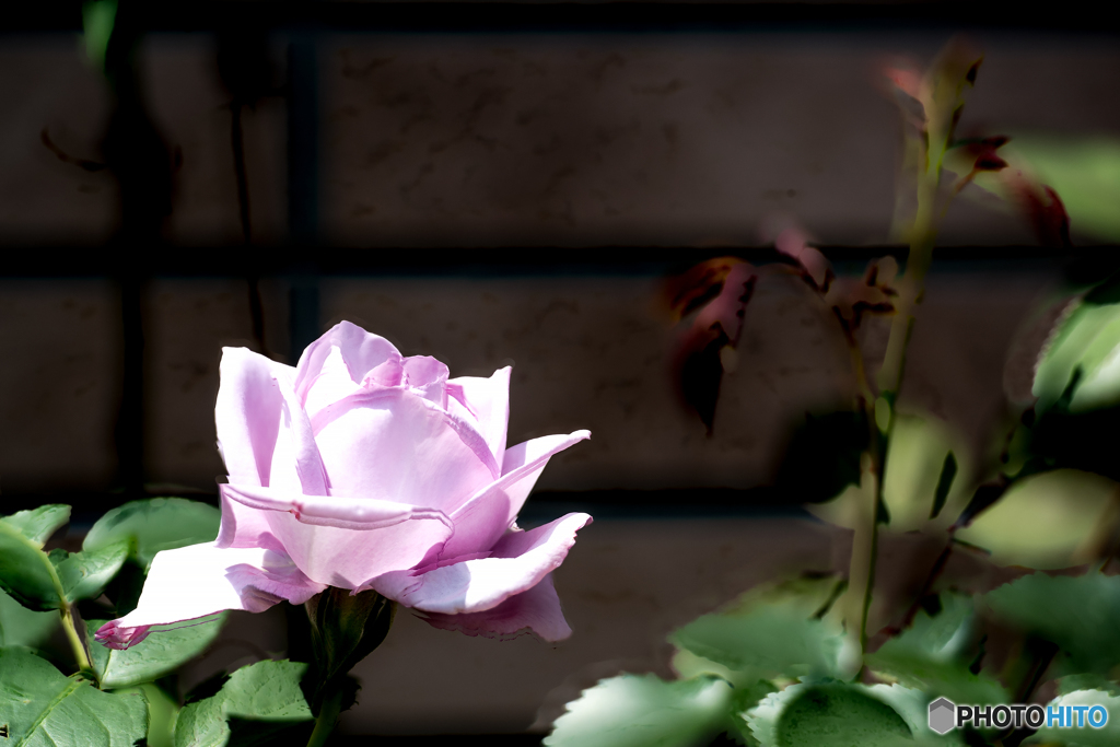 薔薇2