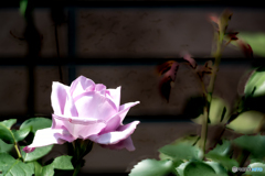 薔薇2