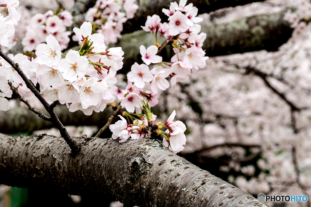 児童公園桜02