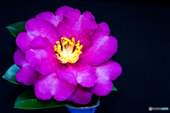 山茶花