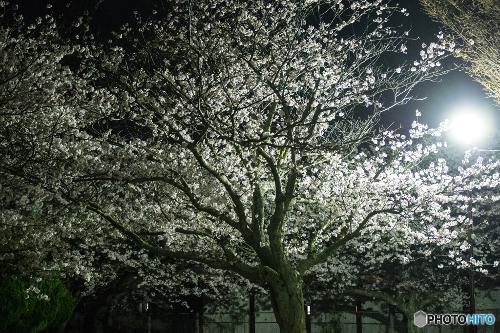 夜桜