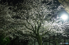 夜桜