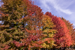 遅れてきた紅葉