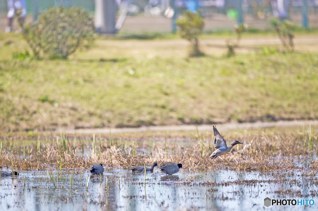 コガモと野球場