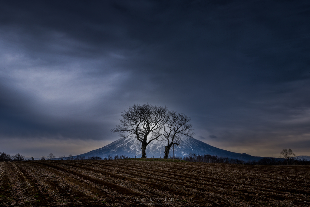 Ezofuji with two cherrytrees