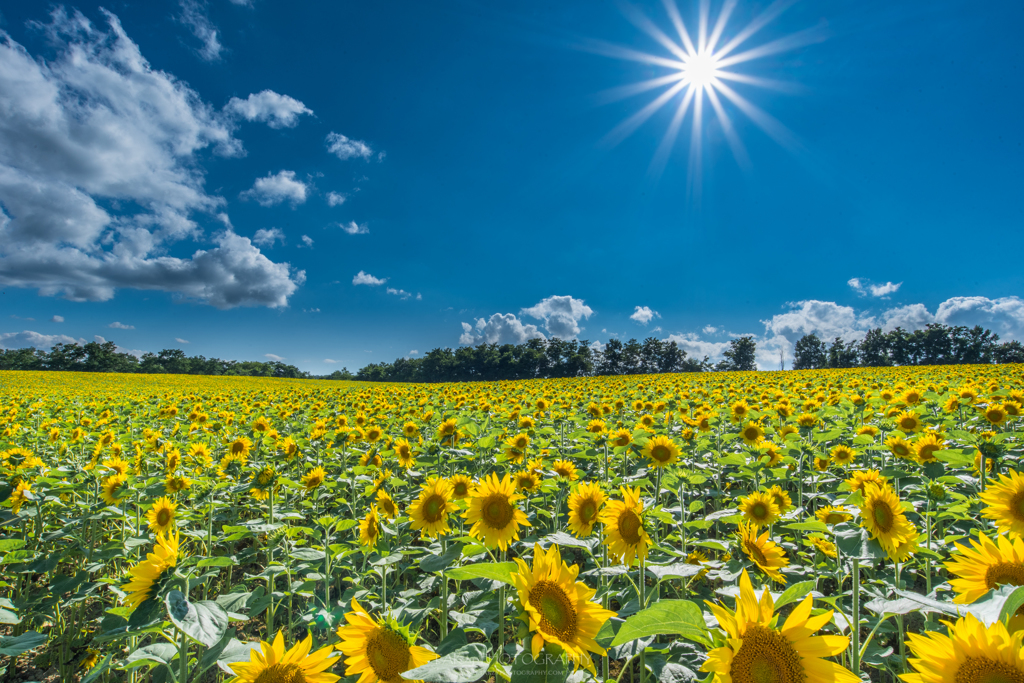 Sun&Sunflowers