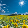 Sun&Sunflowers