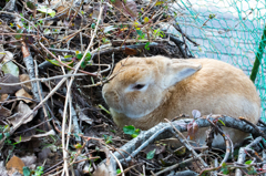 うさぎ
