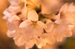 夜の桜は一味違う・・・