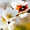 桜には負けない・・・