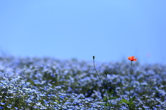 紅一点