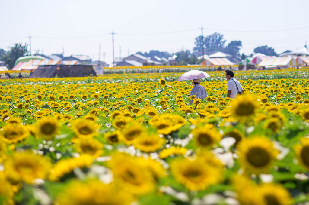 夏散歩