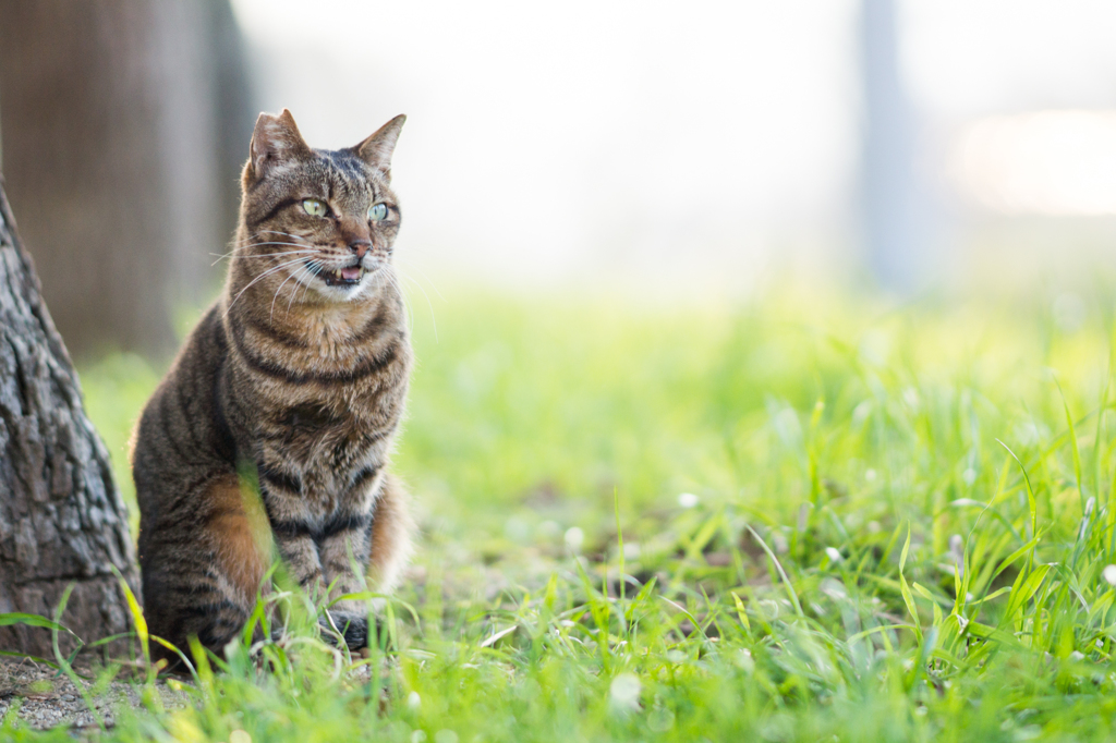 新年初猫