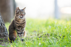 新年初猫