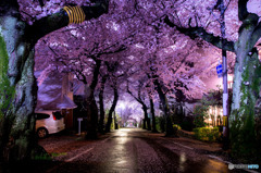 夜明けの桜トンネル