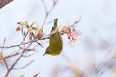 ララバイゾナー