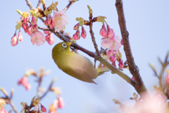 河津桜と