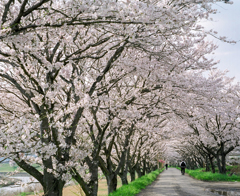 汗と桜並木