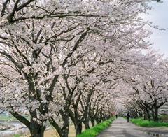 汗と桜並木