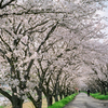 汗と桜並木