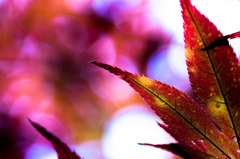 怪しく紅葉