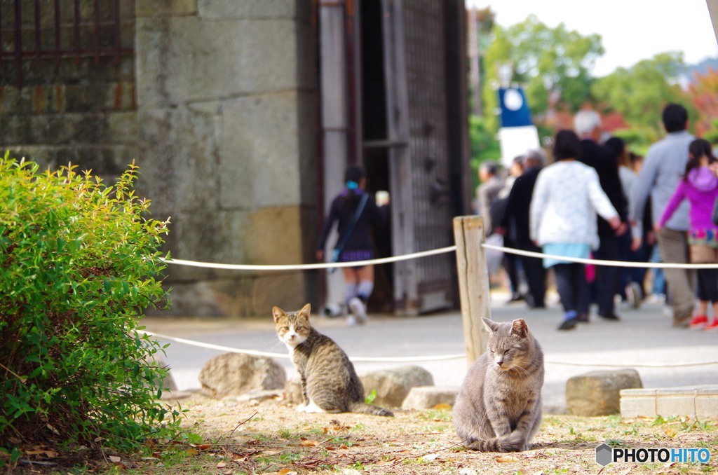ねこねこ