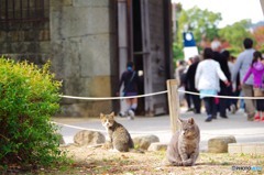 ねこねこ