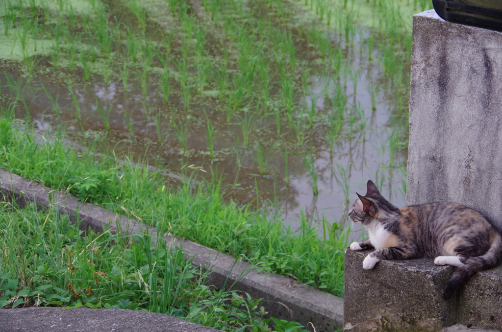 田舎猫