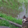 田舎猫