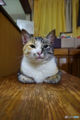 ねこ