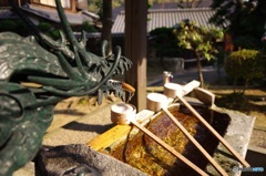 したたる