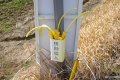 渡れ