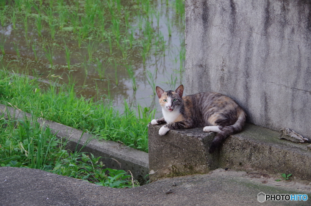 ねこ