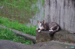 ねこ