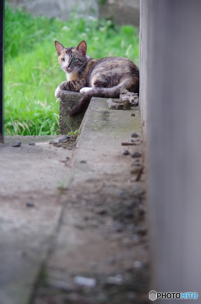ねこ