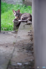 ねこ