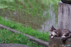 ねこ